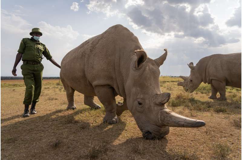 Group ceases egg harvesting on one of two northern white rhinos following an ethical risk assessment