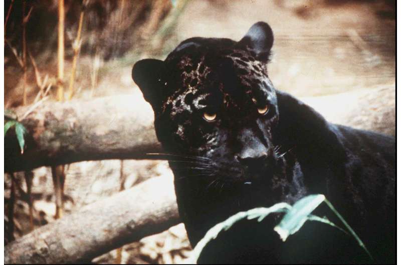 Groups call for reintroduction of jaguars in US Southwest
