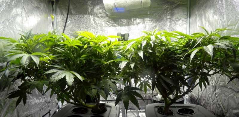 Growing cannabis indoors produces a lot of greenhouse gases – just how much depends on where it's grown