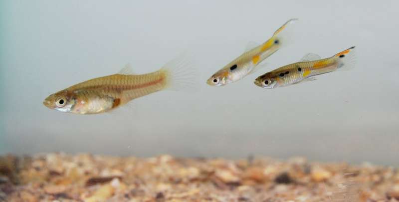 Guppies have varying levels of self-control