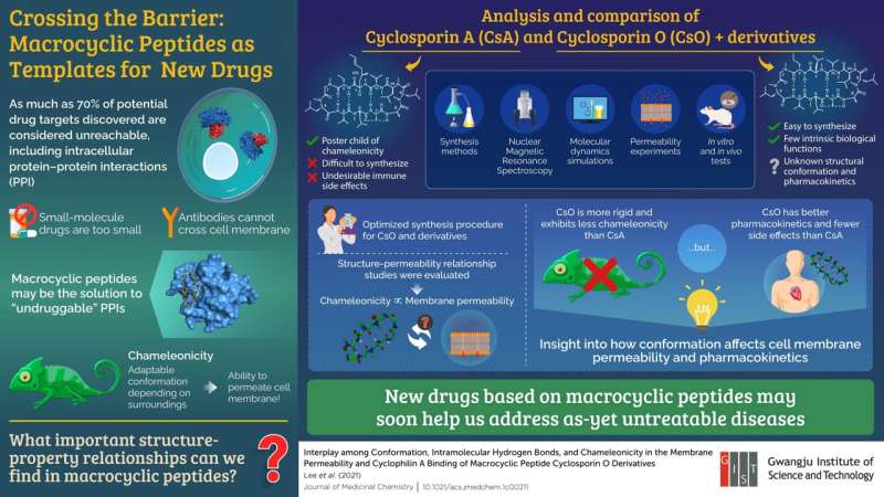 Gwangju Institute of Science and Technology scientists investigate macrocyclic peptides as new drug templates