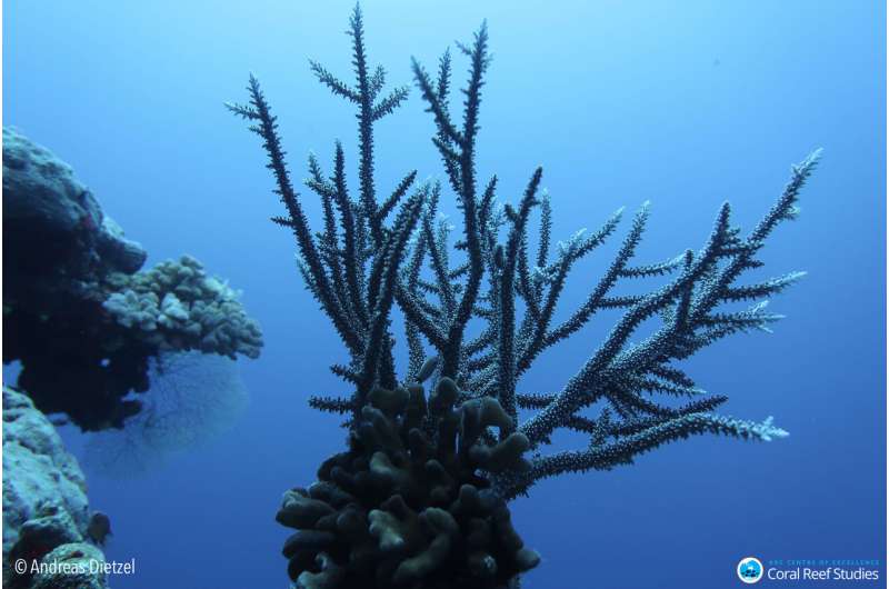 Half a trillion corals: world-first coral count prompts rethink of extinction risks