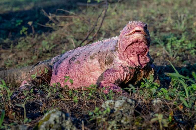 Handout photo released by the Galapagos National Park of a Galapagos pink iguana at Wolf Volcano on Isabela Island in the Galapa