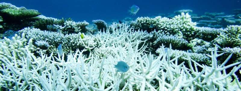 Hard to swallow: Coral cells seen engulfing algae for first time