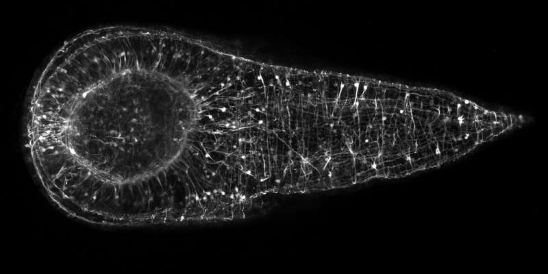 Harvard scientists take the study of regeneration to the next level by making three-banded panther worms transgenic