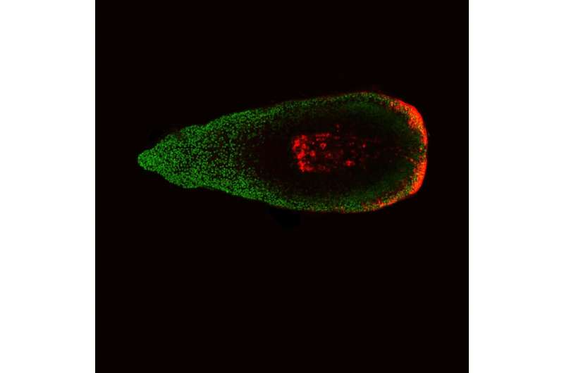 哈佛大学科学家把研究再生下一个层次,使三级豹蠕虫转基因
