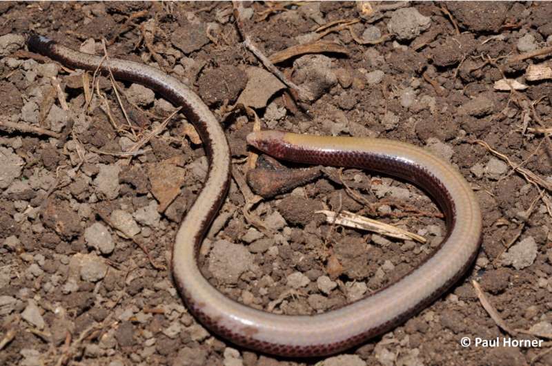 Have you heard? There are two new skinks on the block