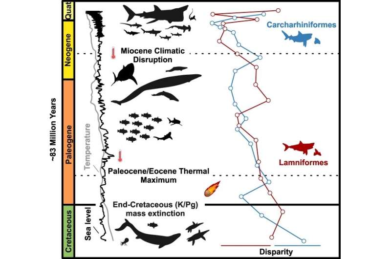 Having a favourite food can kill you: an 83 million year chronicle of shark evolution