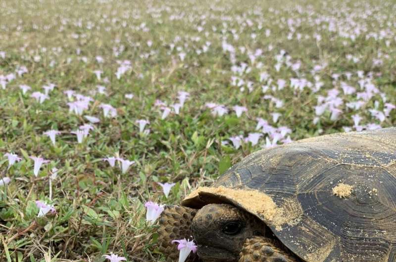 Health status of vulnerable gopher tortoises revealed in Southeastern Florida