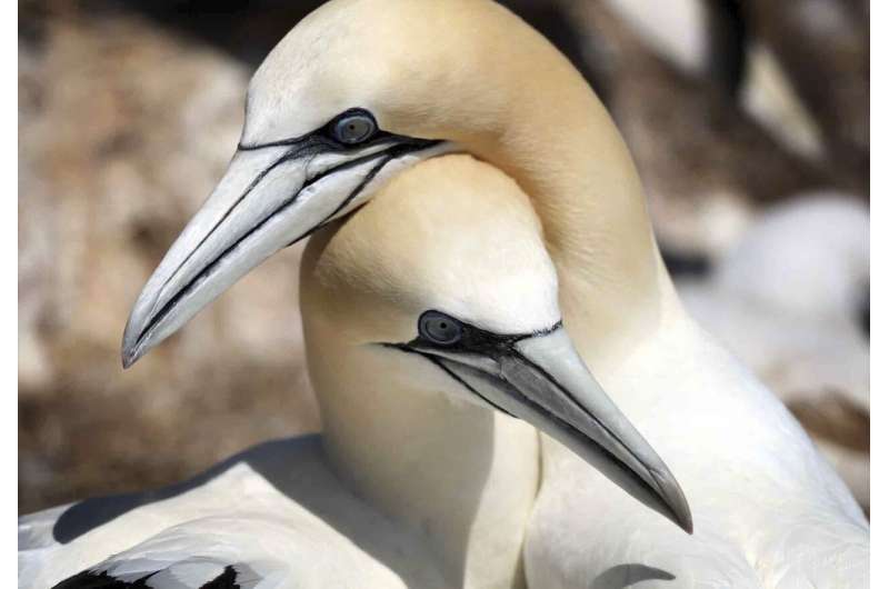 Heat, no food, deadly weather: Climate change kills seabirds