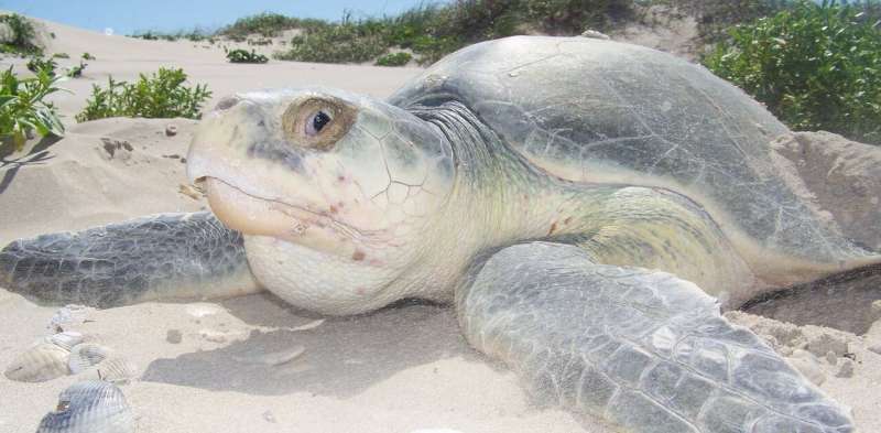 Helping endangered sea turtles, one emergency surgery at a time