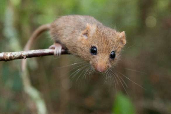Helping map the future of hazel dormouse conservation
