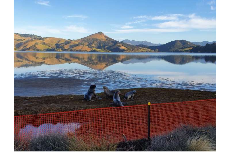 Helping smooth New Zealand sea lions' road home
