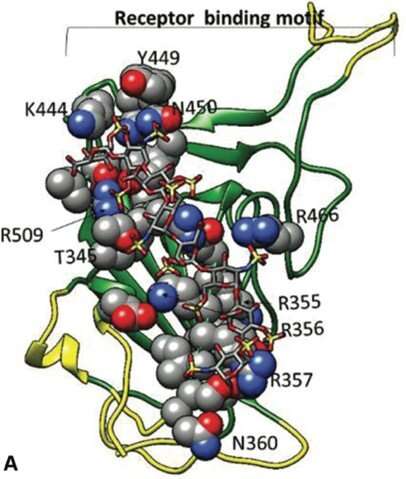 Heparin targets coronavirus spike protein, research shows