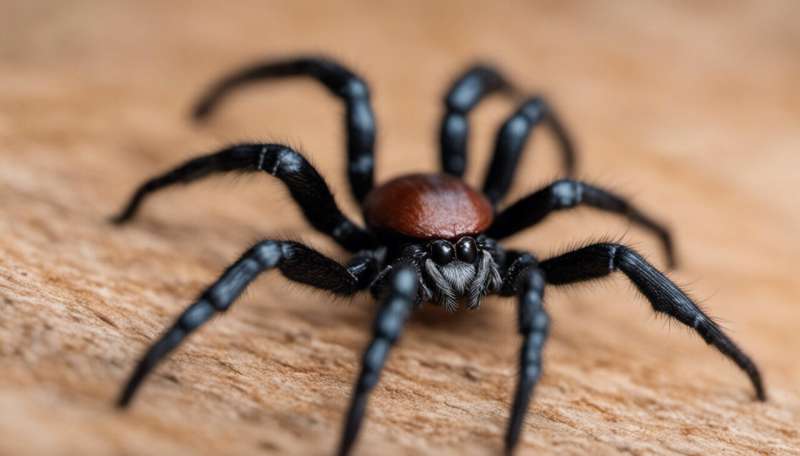 Here are 5 new species of Australian trapdoor spider. It took scientists a century to tell them apart