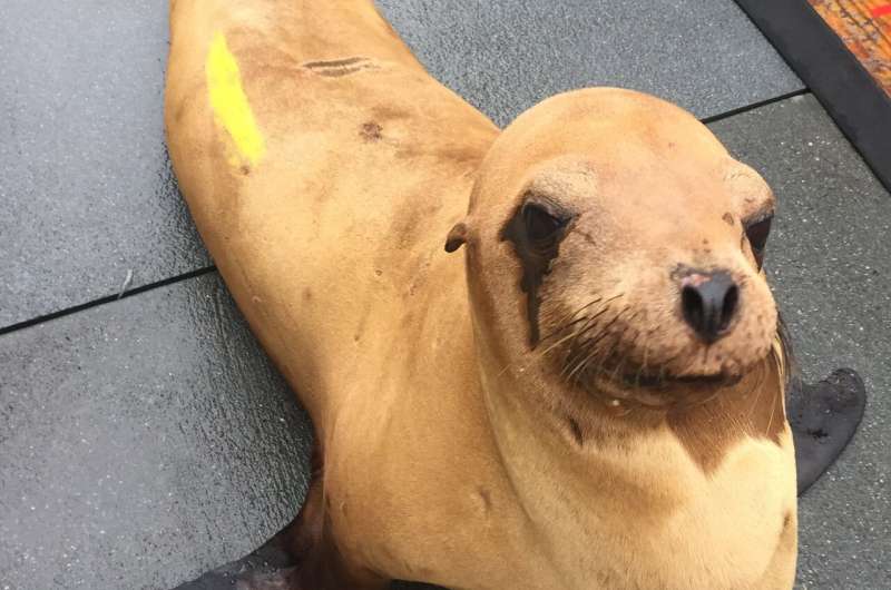 Herpesvirus triggers cervical cancer affecting nearly 1 in 4 adult sea lions