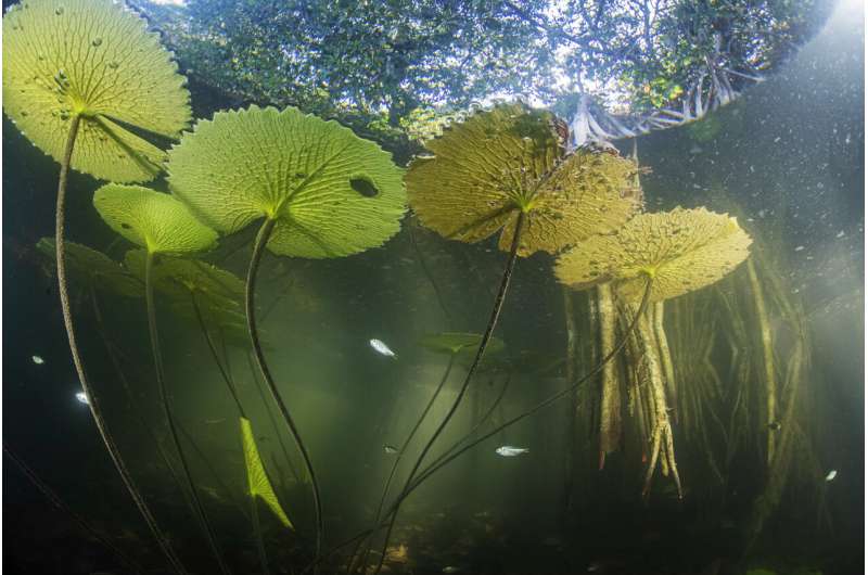 Hidden mangrove forest in the Yucatan peninsula reveals ancient sea levels
