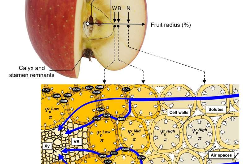 Hidden mechanisms of apple watercore formation
