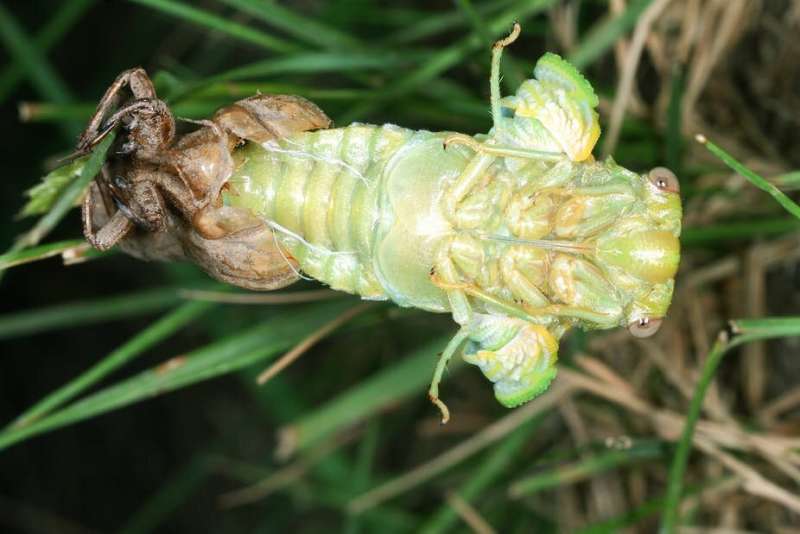 Hiding in the soil and building with urine: how cicadas survived France’s summer wildfires
