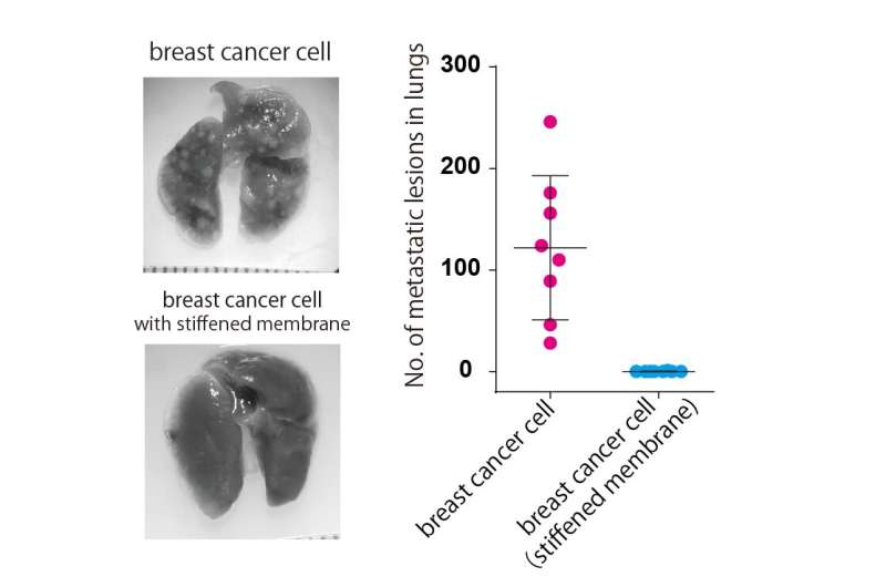 High cell membrane tension constrains the spread of cancer