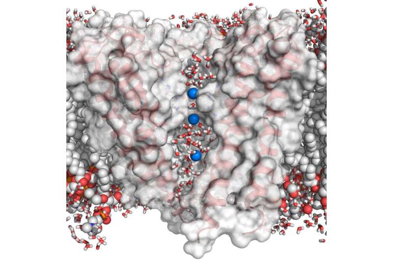 High-performance computer provides new insights into the structure and function of ion channels