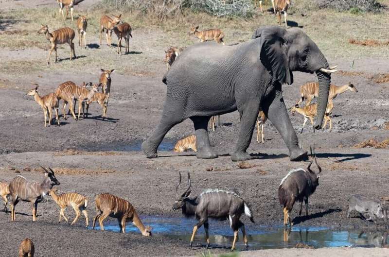 High risk of conflict between humans and elephants and lions