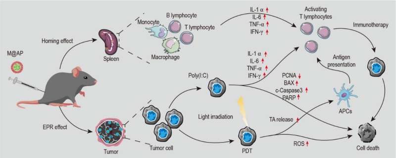 Highly efficient photodynamic-immunotherapy by combining AIEgen with Poly(I:C)