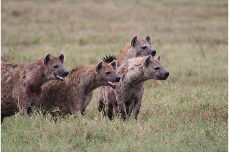 High-ranking male hyenas have better chances with females because they are less &quot;stressed&quot;
