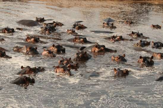 Hippos and anthrax