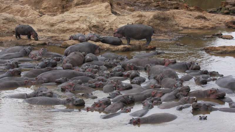 Hippos’ constant defecating turns African pools into communal guts