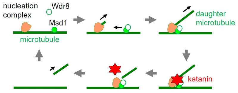 Hired blade: Anchoring complex in plant cells recruits its own katana sword