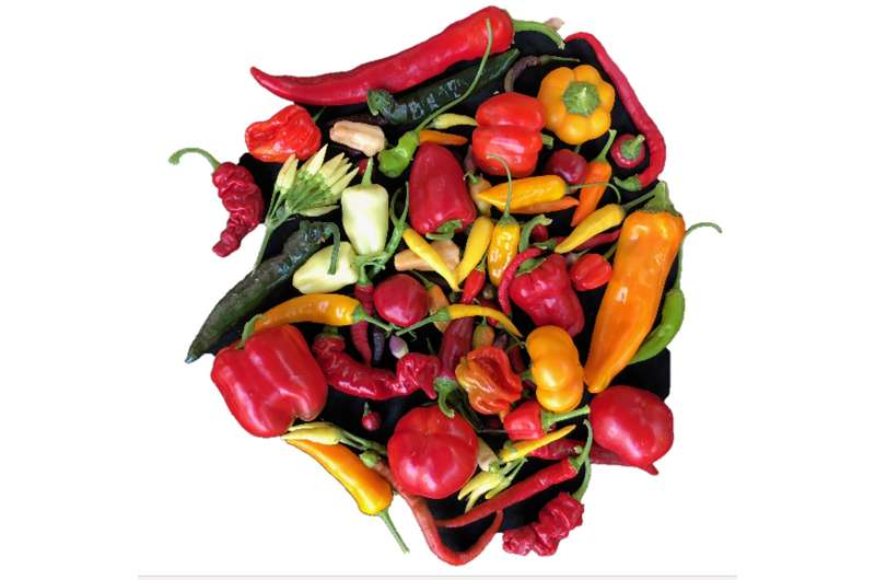 History of the spread of pepper (C. annuum) is an early example of global trade