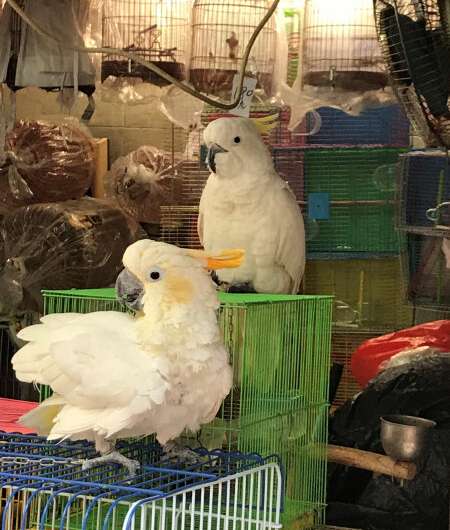 HKU ecologists develop a novel forensic tool for detecting laundering of critically endangered cockatoos