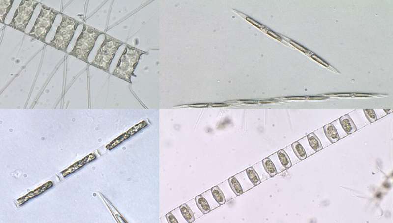 HKUST research shows growing dominance of diatom algae in the Pearl River estuary and paves the way for future study on diatom b