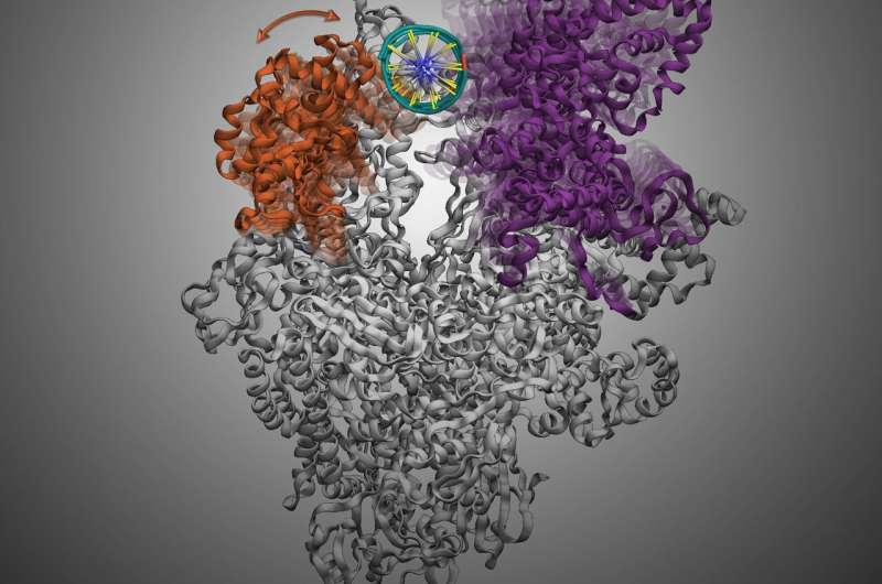 HKUST scientists discover how antibiotics target bacterial RNAP to inhibit its gene transcription