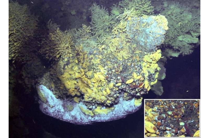 HKUST decodes a deep-sea vent-endemic snail hologenome