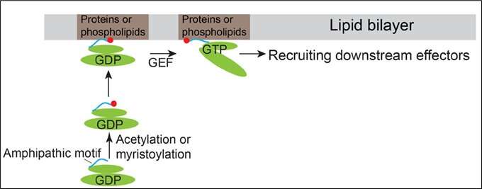 HKUST Researchers Discover a Novel Mechanism of Recruiting Arf Family Proteins to specific subcellular localizations