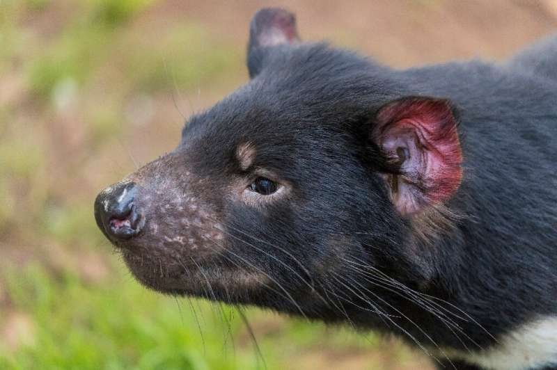 Hopes that a major rewilding effort could succeed have been boosted by the birth of wild Tasmanian devils on the Australian main
