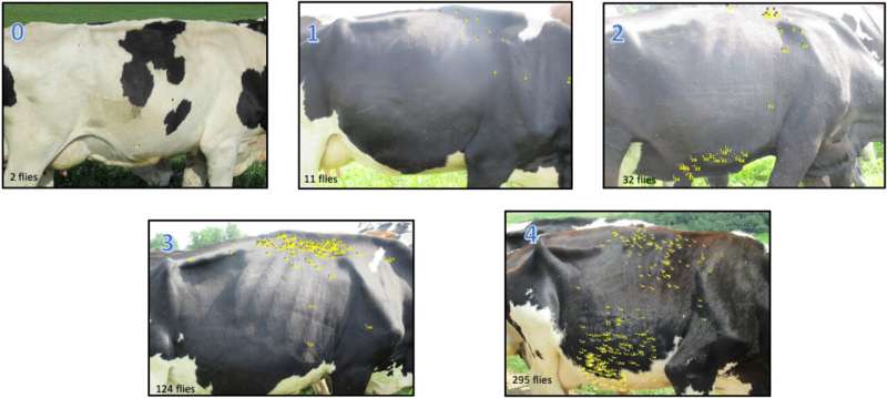 Horn fly resistance observed in organic Holstein cattle