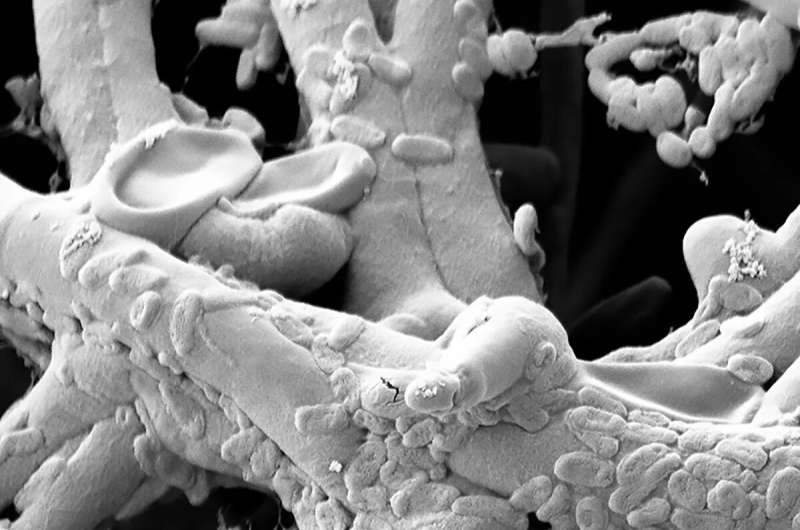 Host and resident bacteria join forces to control fungi in plant roots