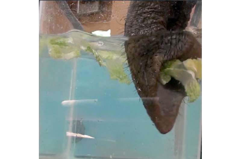 How an elephant's trunk manipulates air to eat and drink