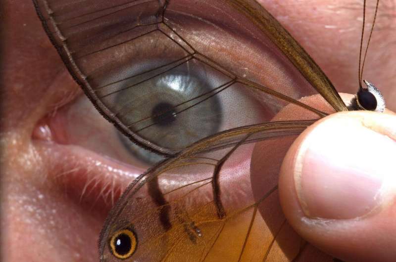 Cómo las mariposas hacen alas transparentes: los científicos de MBL ven lo invisible