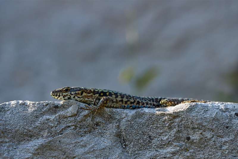 How can lizards adapt to a changing climate?
