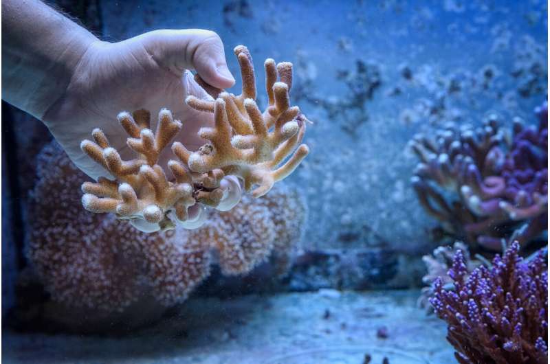 How corals react to climate change