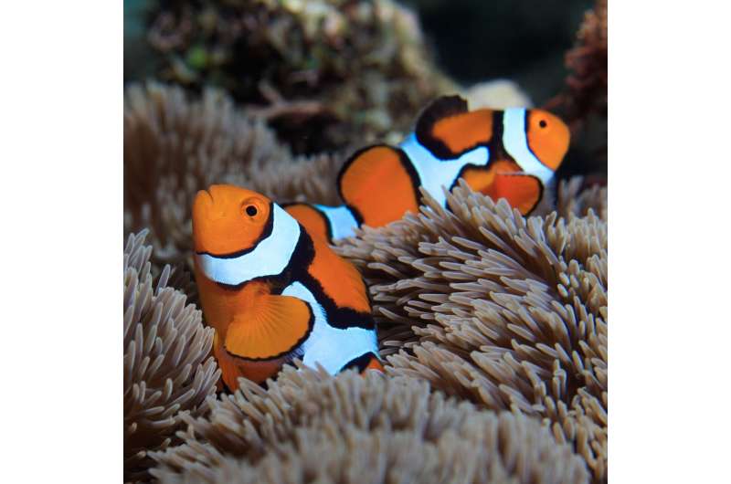 How do clownfish earn their stripes?