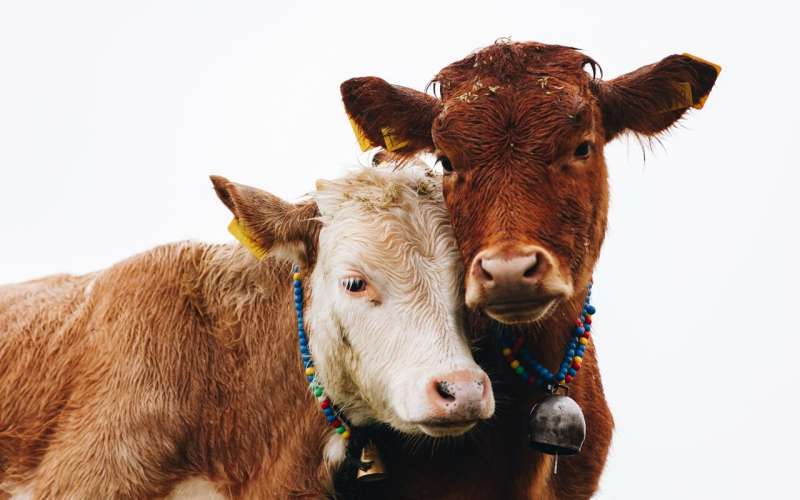 How do we keep on eating meat if we wish animals no harm?