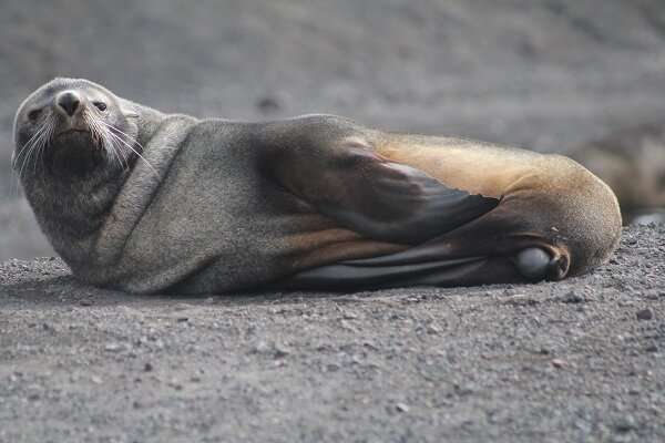 How does the climate crisis affect the Antarctic fur seal?