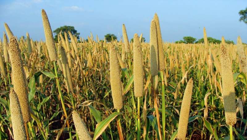 How eating millet can cut diabetes risks