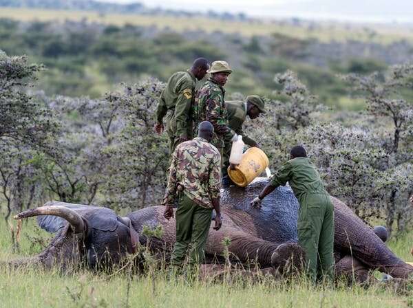 How elephants raid crops in Kenya's Masai Mara has changed