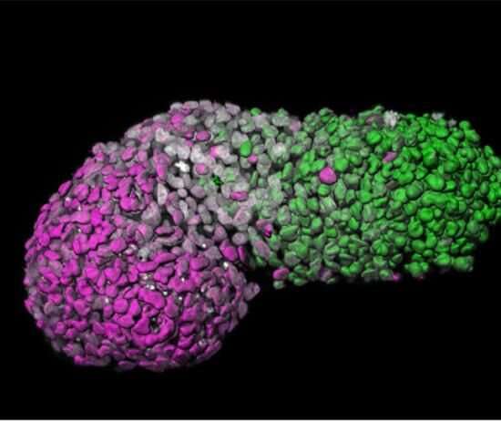 How embryo-like stem cell models could be used in drug safety tests